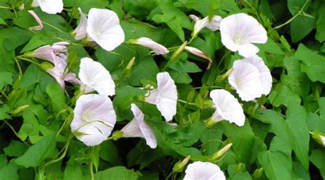 binkdwte|How to Get Rid of Bindweed: 7 Pro Tips